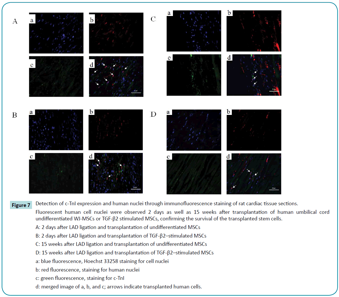 Transplantation Of WhartonaÆa A A A A S Jelly Mesenchymal Stem Cells To Improve Cardiac Function In Myocardial Infarction Rats Insight Medical Publishing